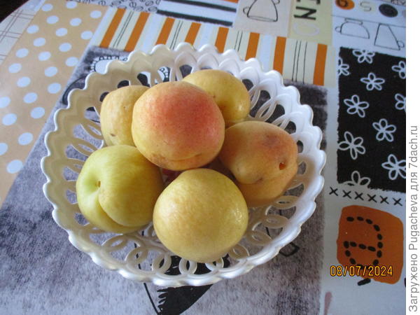 Джумба кот.