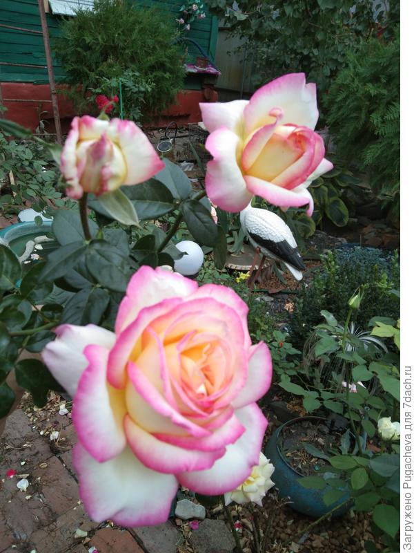 Это моя любимая Глория Дей