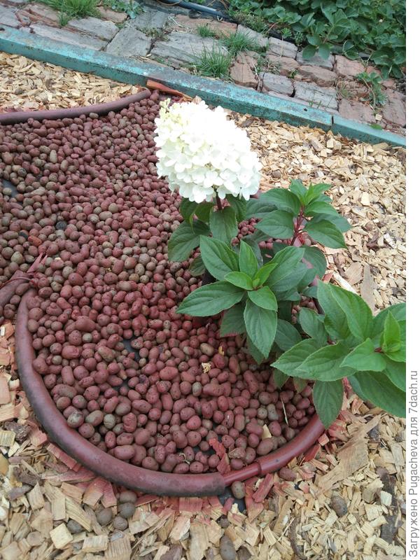 Первое цветение гортензии