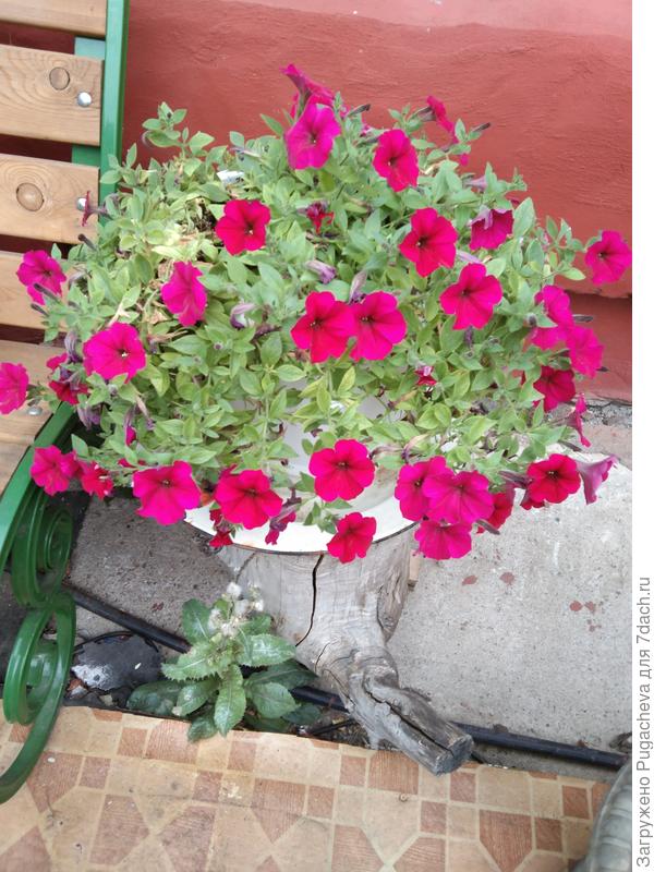 Остатки роскоши.