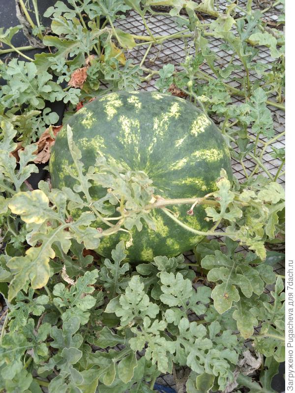 Последыши на грядке....