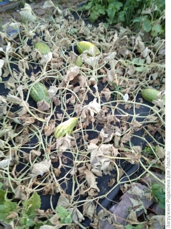 ...и вот что стало.