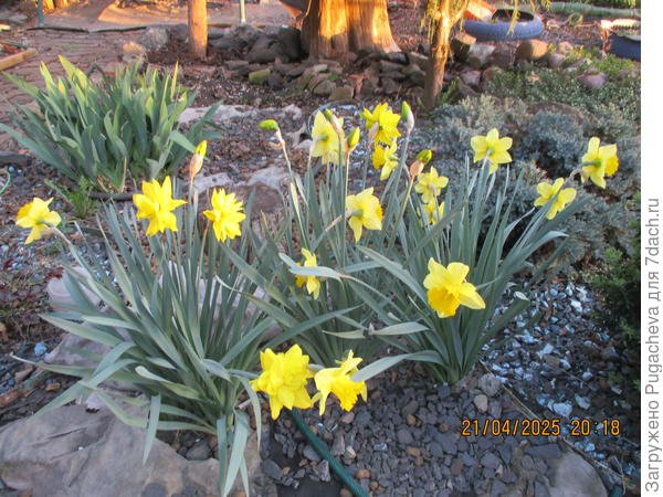 ....нарцисы.