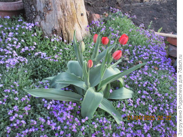 Обриета совместно с тюльпаном.
