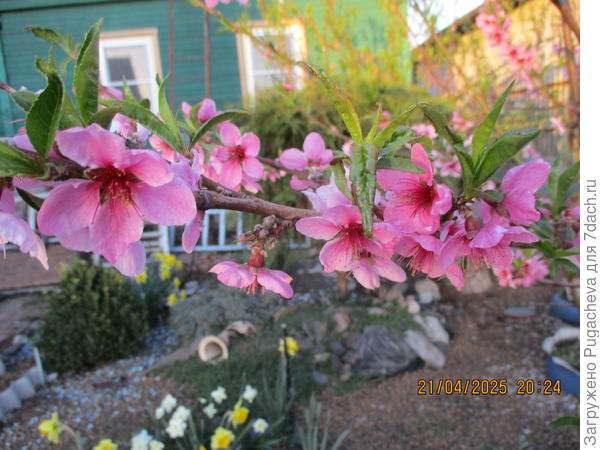 ...цветёт нектарин.