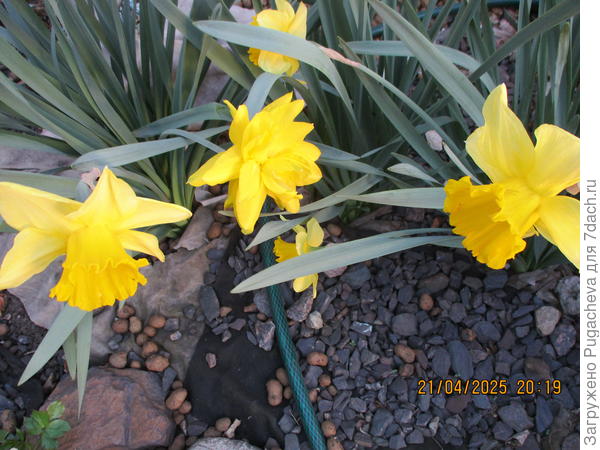 Всё в жёлтых солнечных тонах