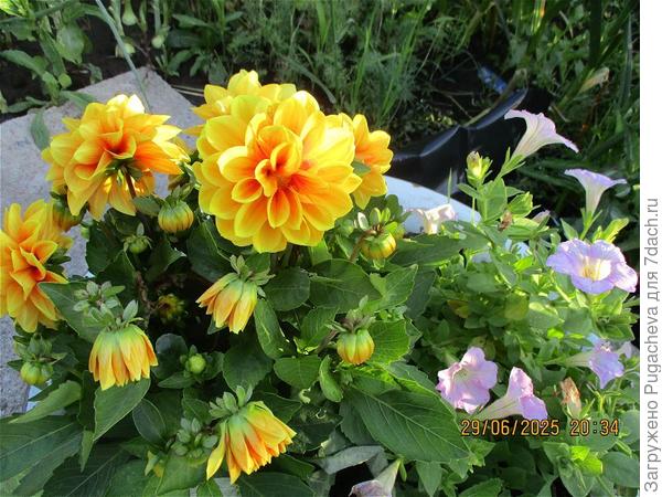 ...низкорослые георгины.