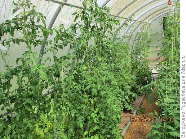 Бедные помидоры...