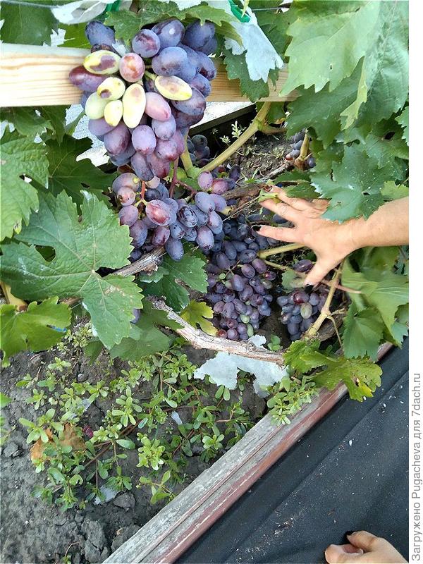 Разный виноград.