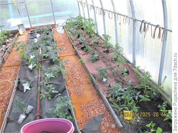 Посадка на 3-х грядках