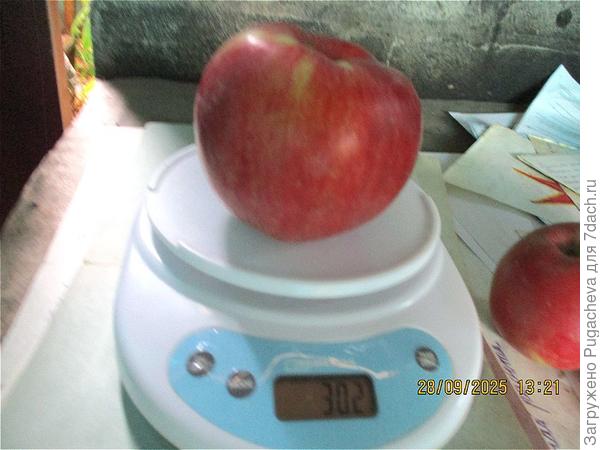 Многие весили по 200-300г.