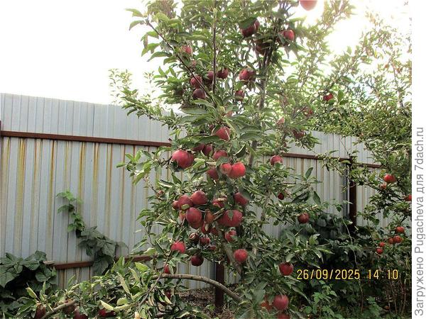 ...размер наших яблонь.Медуница.