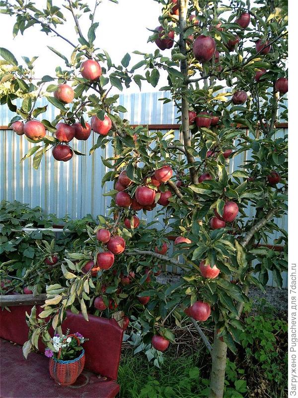 фото ближе.