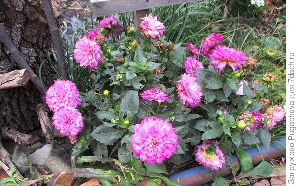 Ещё радуют низкорослые георгины.