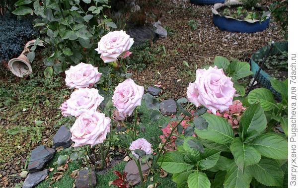 Просто розы.