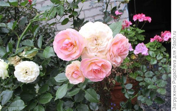 Розочки флорибунда