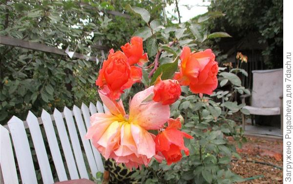 ....уже растрёпаные