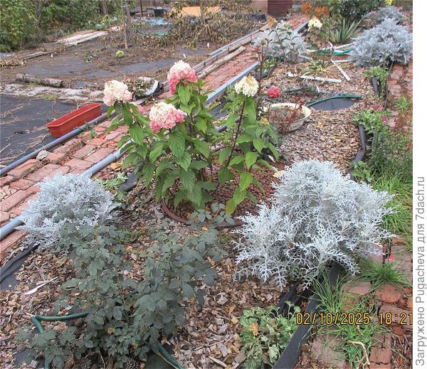 Доцветают гортензии.