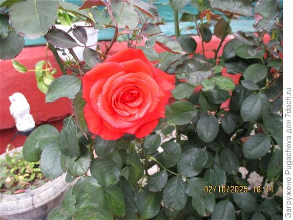 Любимые розы.