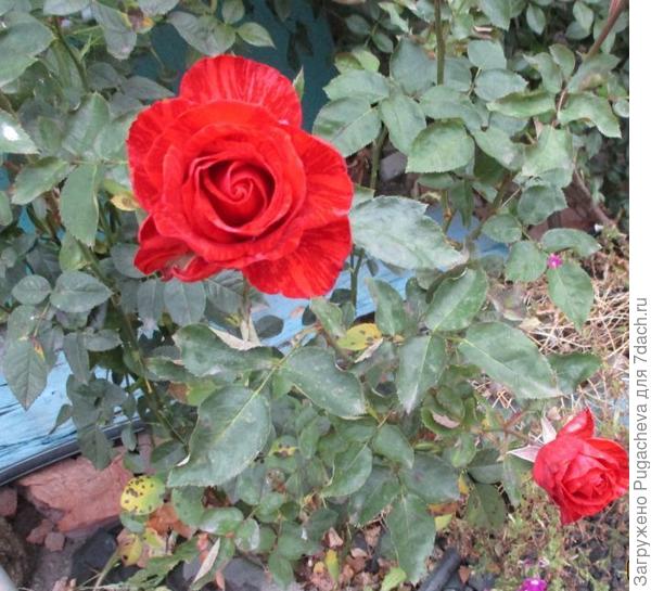 ...но пока гордые