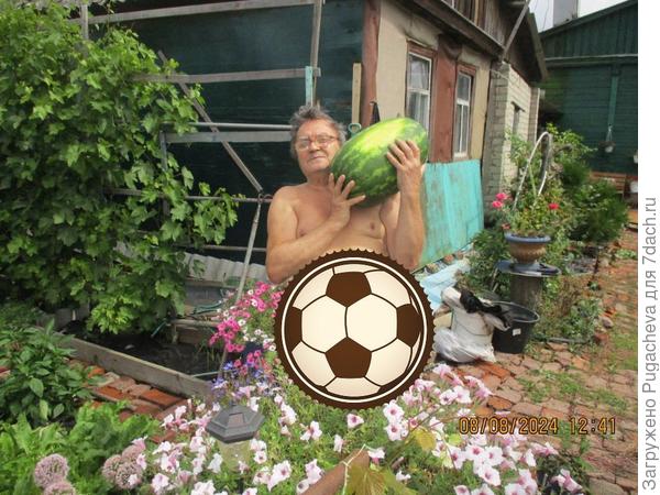Фарао в августе 12 кг.