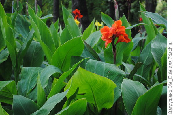 неизвестный цветок