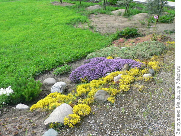 Тимьян лимонный