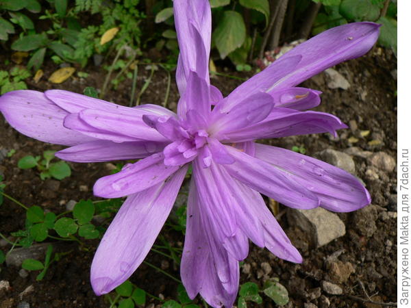 безвременник махровый