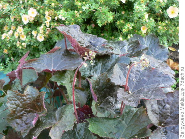 гейхера со свекольными листьями