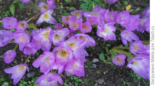 безвременники