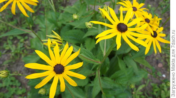 рудбекия