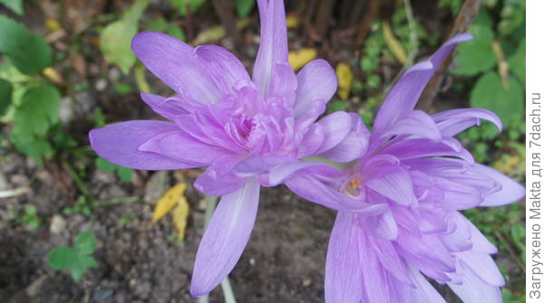 безвременник махровый