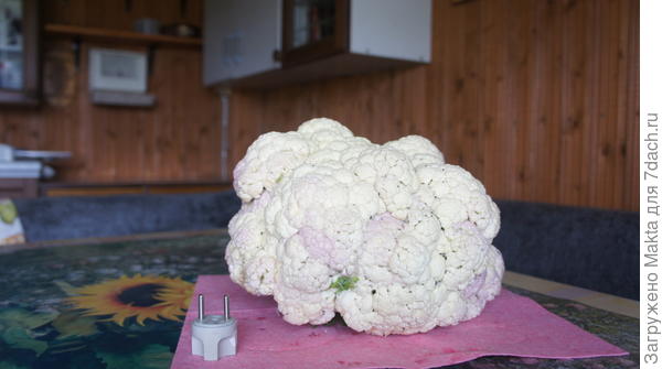 цветная капуста