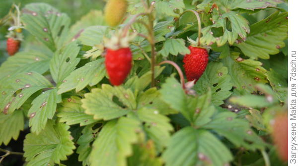 земляника &amp;quot;Руяна&amp;quot;