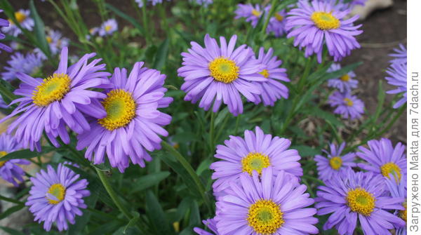 астры