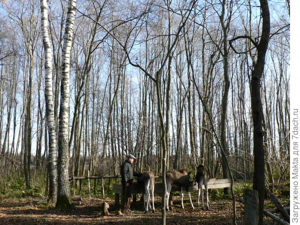 лосята