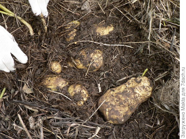 &quot;Адретта&quot;