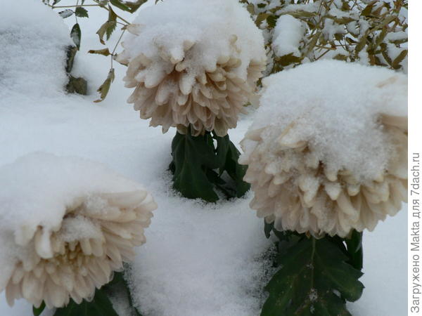 хризантемки