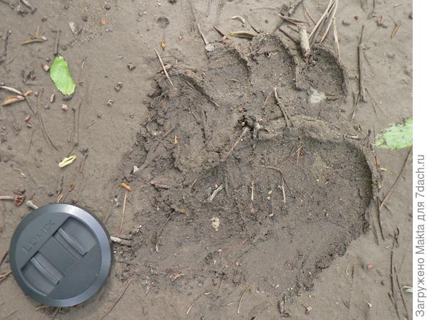 след медведя