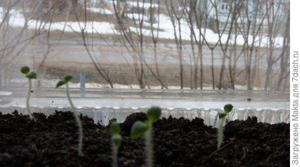 Императрица