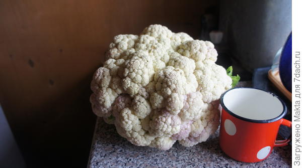 цветная капуста