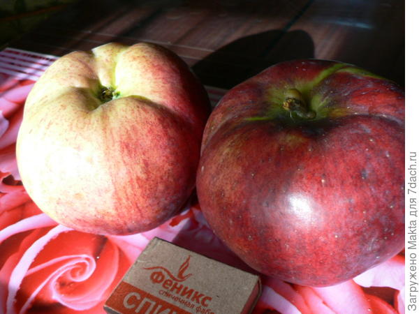 &quot;Медуница&quot;