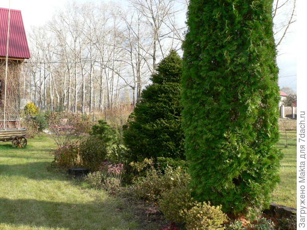 елка стриженная