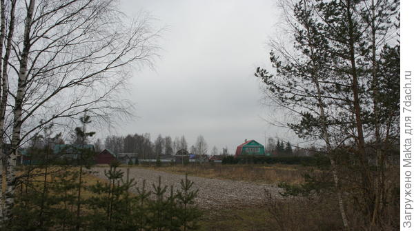 еловая изгородь