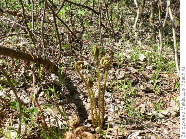 папоротник