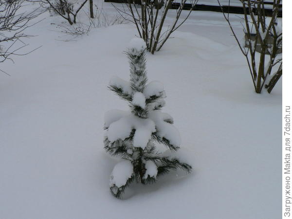 кедр 5-летний