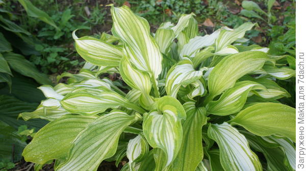 Хоста?