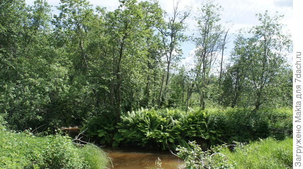 папоротник