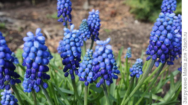 мускари
