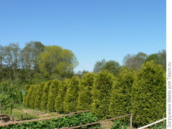 туи защищают от ветра